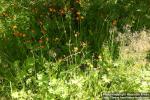 Photo: Pilosella aurantiaca 6.