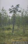 Photo: Pinus sylvestris 1.