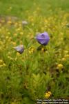 Photo: Platycodon grandiflorus 5.