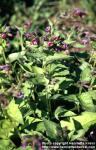Photo: Pulmonaria obscura 9.