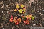 Photo: Rheum rhabarbarum 7.
