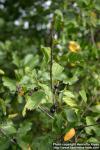 Photo: Frangula alnus 6.