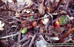 Photo: Rheum rhabarbarum 2.