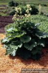 Photo: Rheum rhabarbarum 3.