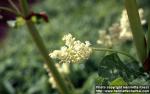 Photo: Rheum rhabarbarum 5.
