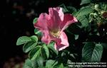 Photo: Rosa 4.