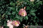 Photo: Rosa 5.
