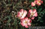 Photo: Rosa 8.