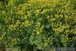 Photo: Ruta graveolens 8.