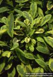 Photo: Salvia officinalis 6.
