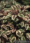 Photo: Salvia officinalis 8.