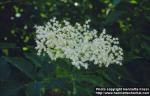 Photo: Sambucus nigra 2.