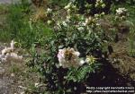 Photo: Saponaria officinalis 3.