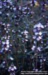 Photo: Satureja hortensis 6.