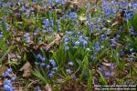 Photo: Scilla siberica 9.
