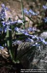 Photo: Scilla siberica 1.