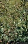 Photo: Scrophularia nodosa 3.