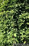 Photo: Schisandra chinensis 5.