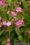 Photo: Silene dioica 5.