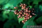 Photo: Smilacina racemosa 3.