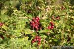 Photo: Sorbus hybrida 4.