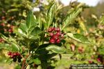 Photo: Sorbus hybrida 5.
