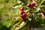 Photo: Sorbus hybrida 7.