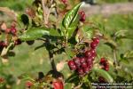 Photo: Sorbus hybrida 8.