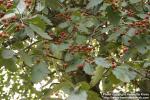 Photo: Sorbus intermedia 3.