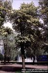 Photo: Sorbus hybrida 1.