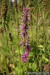 Photo: Stachys officinalis 5.