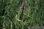 Photo: Stachys officinalis 2.