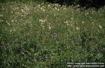 Photo: Stachys officinalis 3.