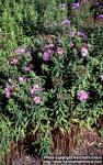 Photo: Symphyotrichum novae angliae 1.
