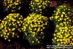 Photo: Tagetes tenuifolia 3.