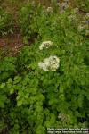 Photo: Thalictrum aquilegifolium 2.