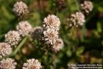 Photo: Thlaspi caerulescens 8.