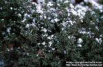 Photo: Thymus vulgaris.