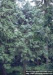 Photo: Thuja plicata 2.