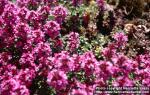 Photo: Thymus serpyllum 9.