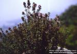 Photo: Thymus vulgaris 3.
