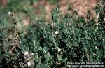 Photo: Thymus vulgaris 6.