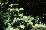 Photo: Toxicodendron radicans 1.