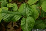 Photo: Toxicodendron radicans 7.