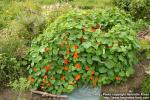 Photo: Tropaeolum majus 7.