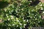 Photo: Trillium grandiflorum 6.