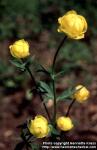 Photo: Trollius europaeus 1.