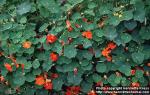 Photo: Tropaeolum majus 2.