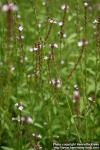 Photo: Verbena officinalis 2.
