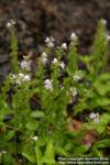 Photo: Veronica officinalis 5.